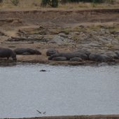  The Serengeti, TZ